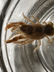 Upogebia