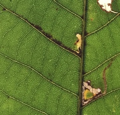 Stigmella betulicola