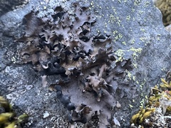 Umbilicaria