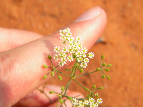 Image of Dasispermum hispidum by no rights reserved