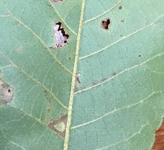Stigmella betulicola