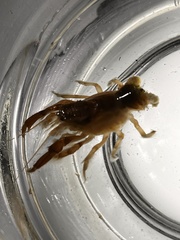 Upogebia