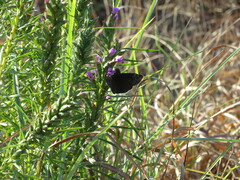 Erynnis tristis