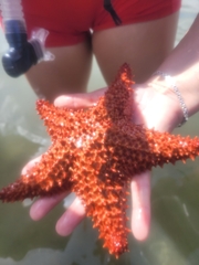 Oreaster reticulatus