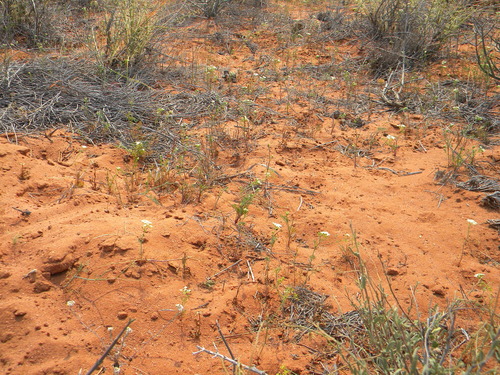 Image of Dasispermum hispidum by no rights reserved