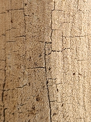 Hyphodontia arguta
