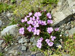 Dianthus glacialis