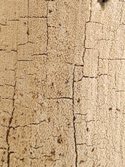 Hyphodontia arguta