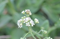 Verbesina microptera