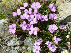 Dianthus glacialis