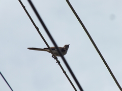 Mimus polyglottos