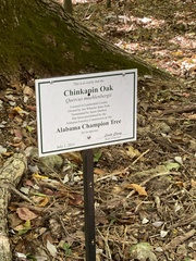 Quercus muehlenbergii