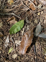 Quercus muehlenbergii