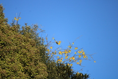 Anthornis melanura