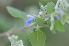 Salvia ballotiflora