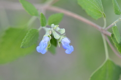 Salvia ballotiflora