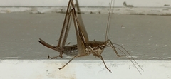 Pterolepis