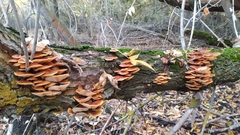 Flammulina velutipes