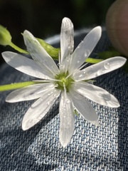 Stellaria flaccida