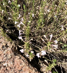 Hedeoma reverchonii
