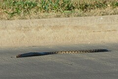 Lampropeltis calligaster