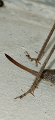 Pterolepis