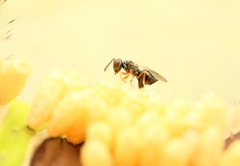 Pteromalidae