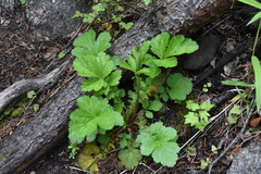 Geum macrophyllum perincisum