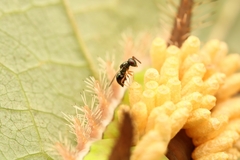 Pteromalidae