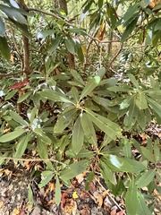 Rhododendron