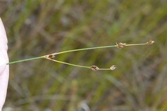 Juncus alpinoarticulatus