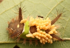 Pteromalidae