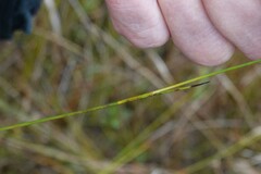 Juncus alpinoarticulatus