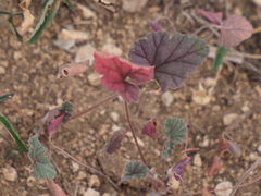 Erodium texanum