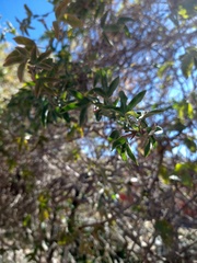 Passiflora tucumanensis