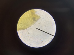 Schistidium splendens