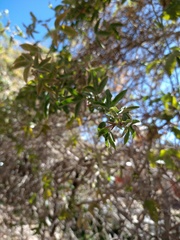 Passiflora tucumanensis