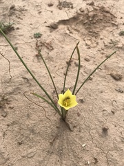 Zephyranthes longifolia