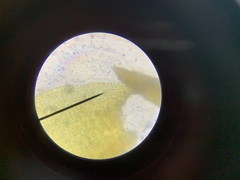 Schistidium splendens