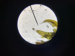 Schistidium splendens