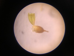 Schistidium splendens