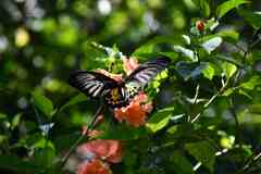 Troides minos