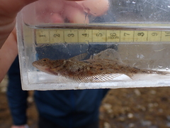 Citharichthys stigmaeus