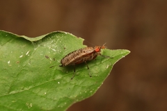 Euthycera