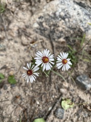 Symphyotrichum porteri