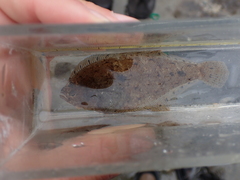 Citharichthys stigmaeus