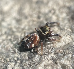 Paraphidippus aurantius