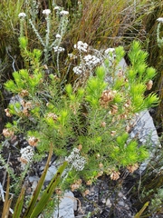 Erica subulata