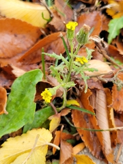 Senecio viscosus