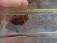 Citharichthys stigmaeus